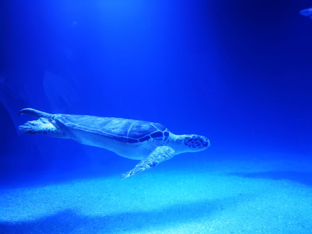 Oceanografico Valencia: primo piano di una tartaruga