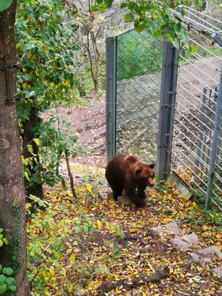 Cosa vedere a Berna: la fossa degli orsi